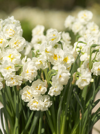 Daffodil - Bridal Crown - Bunch Flowering Narcissus (PRE-ORDER)