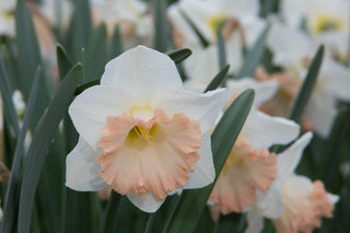Daffodil - British Gamble - Trumpet Narcissus (PRE-ORDER)