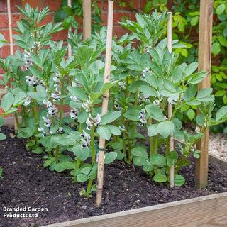 Suttons Seeds - Broad Bean The Sutton