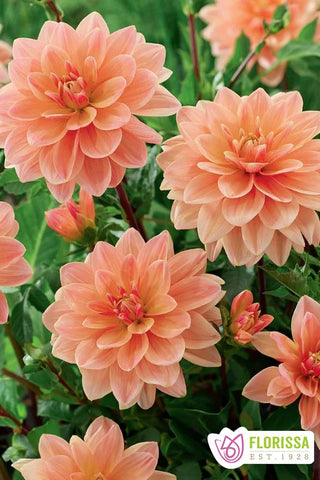 Dahlia Nénuphar - Monsieur Frans