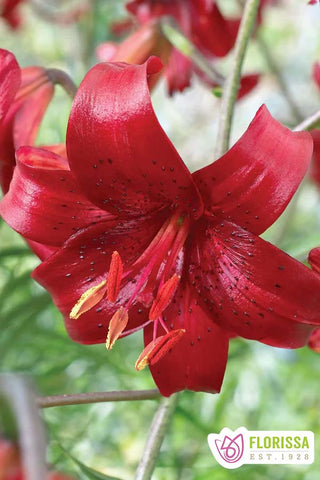 tiger lily plush Lily | Tiger