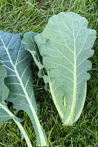 Collard green leaves on grass with 'Branded Garden Products Ltd' watermark.