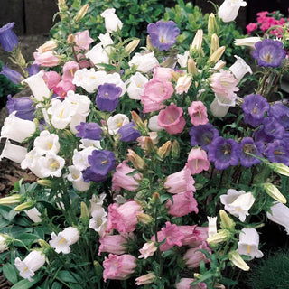 Suttons Seeds - Canterbury Bell Cup and Saucer Mix
