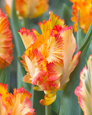 Tulip - Caribbean Parrot