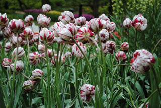 Tulip - Carnaval de Nice - Double Early