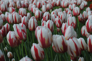 Tulip - Carnaval De Rio - Triumph