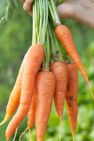 Bunch of carrots held by a hand with a blurred green background