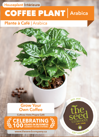 Coffee Plant | Arabica