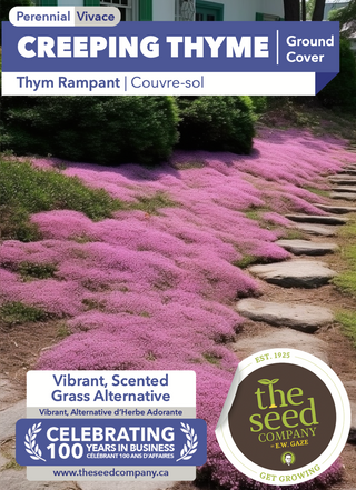 Creeping Thyme | Ground Cover