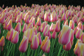 Tulip - Blushing Lady - Single Late