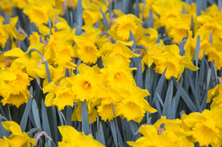 Daffodil - Dutch Master - Trumpet Narcissus (PRE-ORDER)
