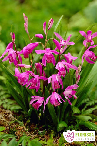 Hardy Orchid