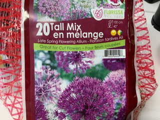 Allium - Tall Mix