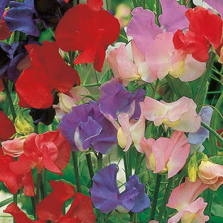Suttons Seeds - Scensational Mix