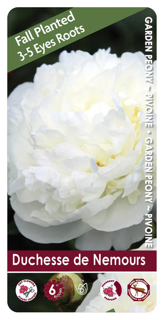 Peony | Duchesse de Nemours