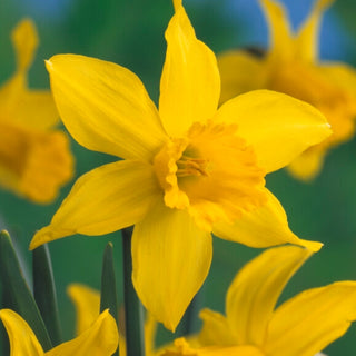 Narcissus - February Gold