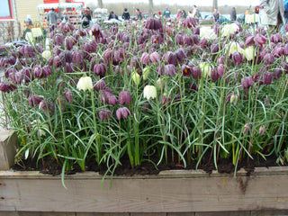 Fritillaria - Meleagris Mixture