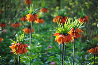 Fritillaria - Rubra Maxima - Imperialis (PRÉCOMMANDE)