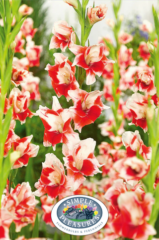 Gladiolus - Japonica - PRE-ORDER