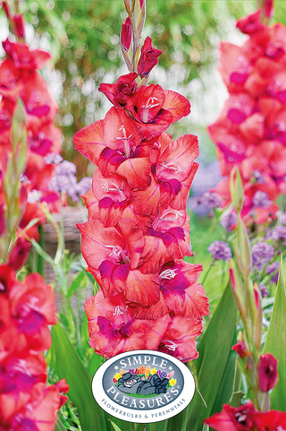 Gladiolus - Lucky Lips