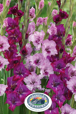 Gladiolus - Purple Mystery