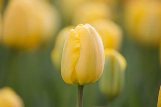 Tulipe - Golden Parade - Darwin Hybride (PRÉCOMMANDE)