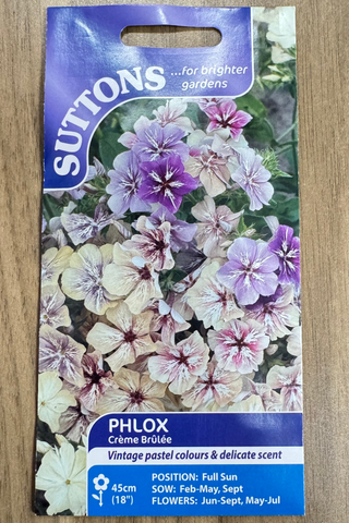 Suttons Seeds - Phlox Crème brûlée