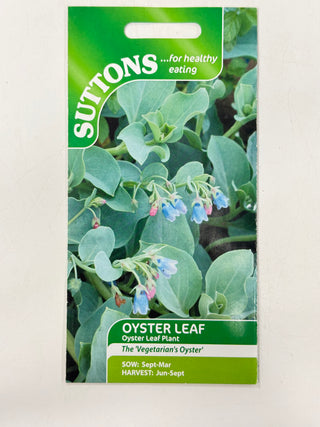 Suttons Seeds - Oyster Leaf Plant