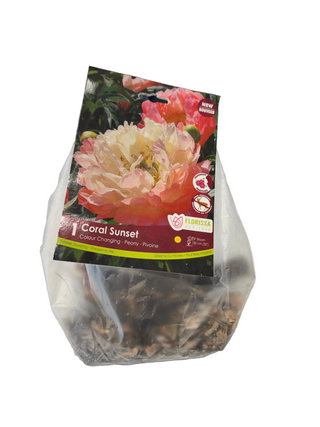 Flower pot with coral sunset plant packaging on a table