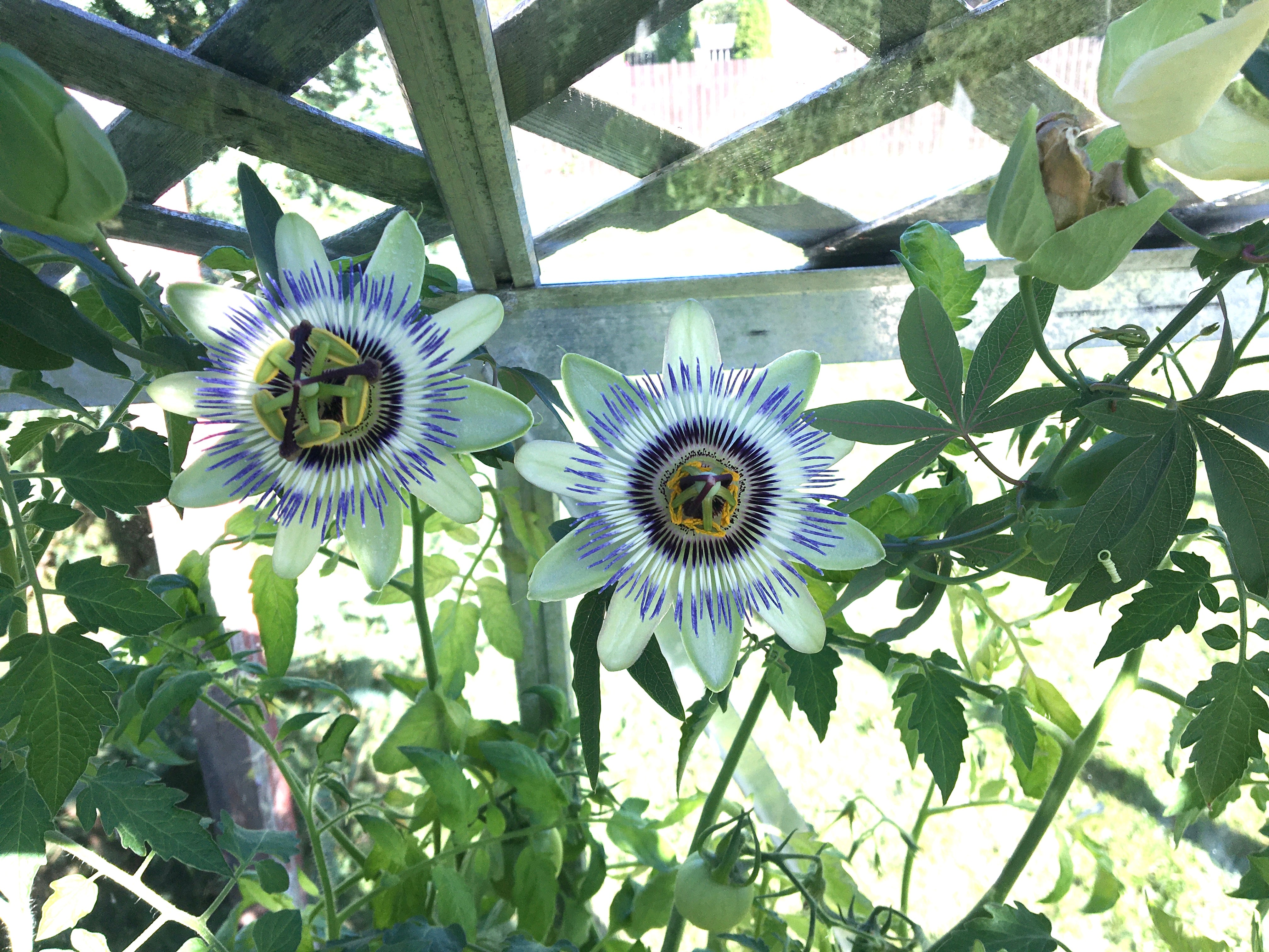 blue crown passion flower seeds Passionflower