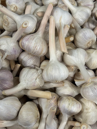 LOCAL NL-Grown Fall Garlic "Music"