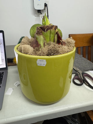 Ceranic Pot with Amaryllis Display