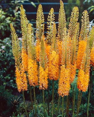 Foxtail Lily - Copper Tops