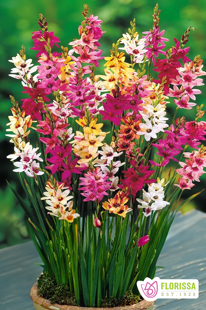 African Corn Lily | Ixia Hybrids Mix – The Seed Company by E.W. Gaze