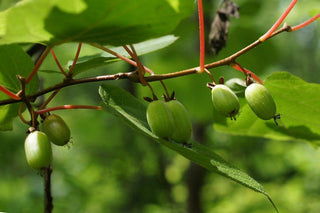 KIWI Issai Live Plant