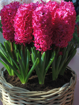Hyacinth - Jan Bos (PRE-ORDER)