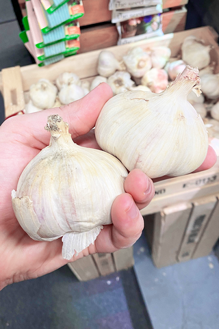 Fall Garlic “JUMBO Music”