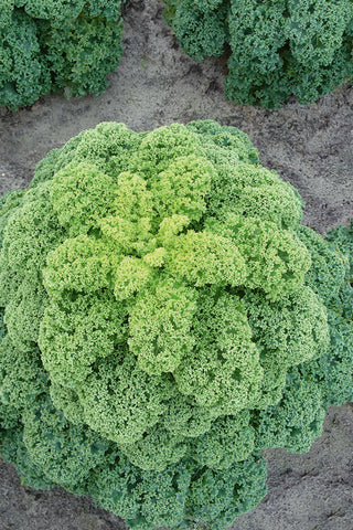 Close-up of a green leafy vegetable, likely kale, on a textured surface.