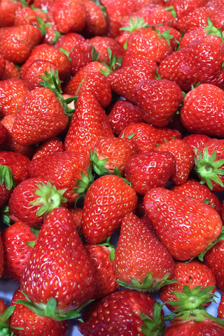 Strawberry | Kent | 25pk