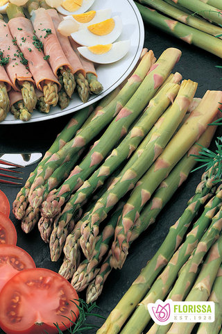 Asparagus | Mary Washington | Bare Root 5pk - PRE-ORDERS