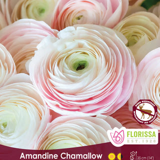 PRE-ORDER Ranunculus Chamallow (5 Bulbs)
