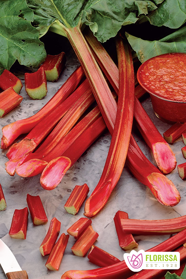 Rhubarb | Canada Red | Bare Root - PRE-ORDERS