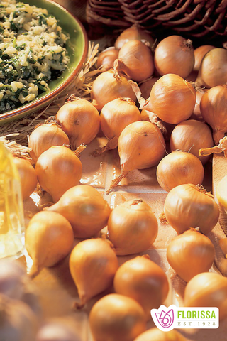 Onion Sets | French Shallots | 10 Sets - PRE-ORDERS
