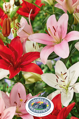 Lily Asiatic - First Blush