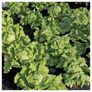 Suttons Seeds - Lettuce Webbs Wonderful