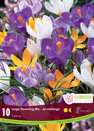 Crocus - Mélange à Grandes Floraisons (PRÉCOMMANDE)