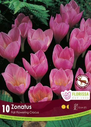 Crocus - Zonatus rose