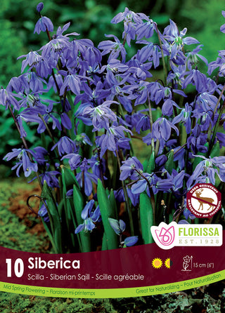 Scilla | Siberica (Early)