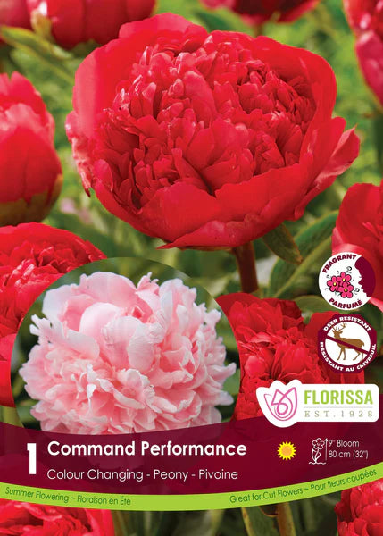 Peony | Command Performance – The Seed Company by E.W. Gaze