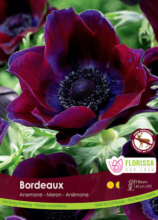 Anemone | De Caen Bordeaux (12 Bulbs)